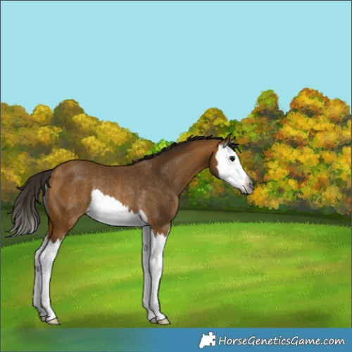 Horse Color:Gray Buckskin Splash Rabicano