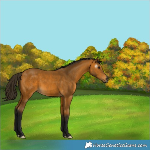 Horse Color:Gray Buckskin