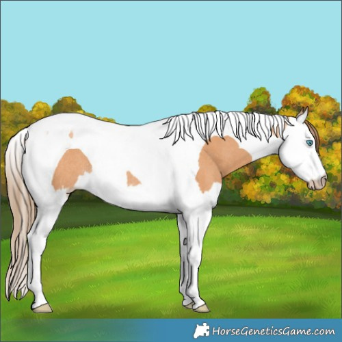 Horse Color:Gray Perlino Splash Tobiano Rabicano