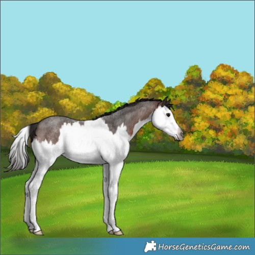 Horse Color:Gray Bay Roan Splash
