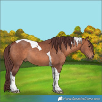 Horse Color:Chocolate Brown Tobiano Rabicano 