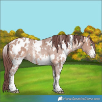 Horse Color:White Spotted Chocolate Sable Champagne Sabino Appaloosa Rabicano 