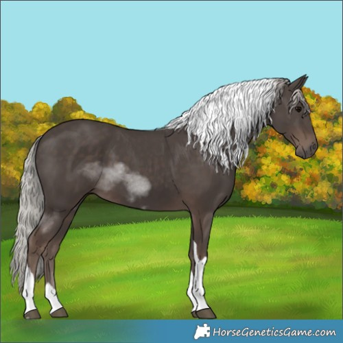 Horse Color:Silver Black Tobiano