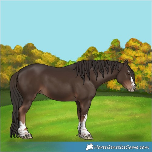 Horse Color:Liver Chestnut 