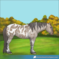 Horse Color:Brown Dun Tobiano Appaloosa 