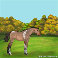 Horse Color:Bay Dun Tobiano 