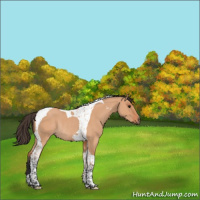 Horse Color:Bay Dun Tobiano Rabicano 