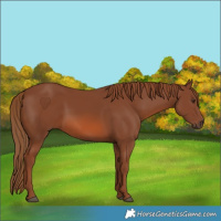 Horse Color:Chestnut Rabicano