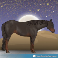 Horse Color:Liver Chestnut 