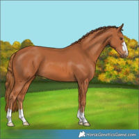 Horse Color:Chestnut 