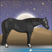 Horse Color:Gray Liver Chestnut 