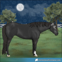 Horse Color:Gray Liver Chestnut