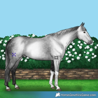 Horse Color:Gray Black Tobiano 