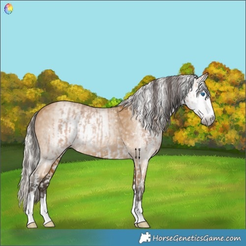 Horse Color:Amber Champagne Sabino Splash Rabicano  and Gray Silver Buckskin Rabicano 