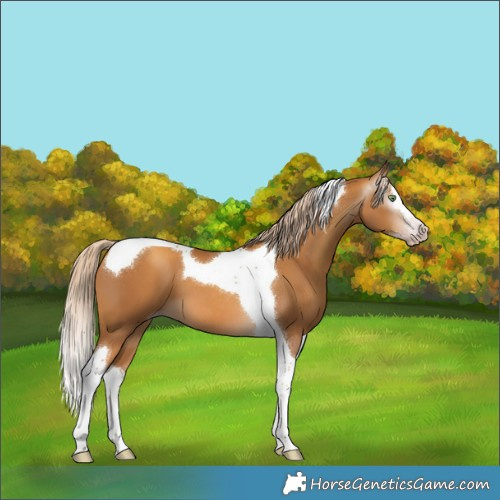 Horse Color:Gray White Spotted Gold Cream Champagne Splash Tobiano 