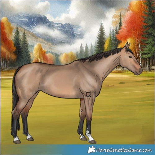 Horse Color:Bay Dun 