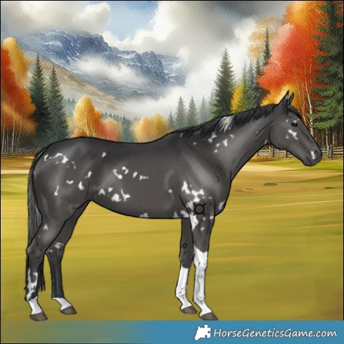 Horse Color:White Spotted Black Tobiano 