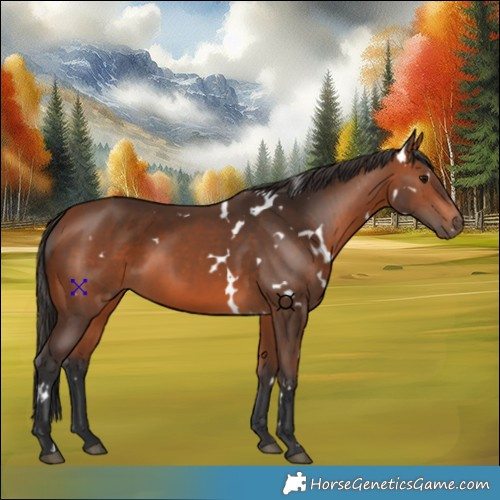 Horse Color:White Spotted Bay 