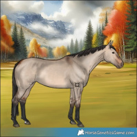 Horse Color:Bay Dun 