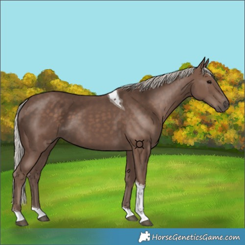 Horse Color:Silver Black Tobiano 