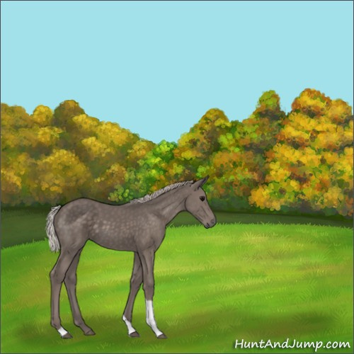 Horse Color:Silver Black Tobiano 