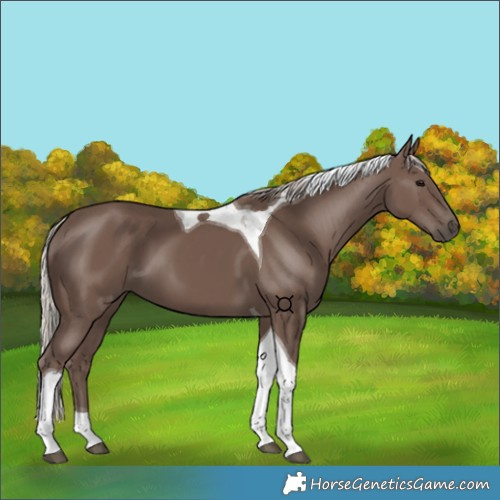 Horse Color:Silver Black Tobiano 