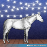 Horse Color:Gray Smoky Black