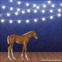 Horse Color:Gray Palomino 