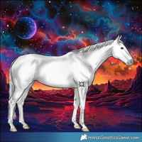 Horse Color:Gray Black Splash Appaloosa
