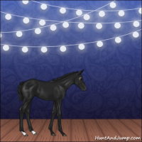 Horse Color:Gray Smoky Black 