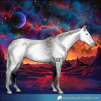 Horse Color:Gray Black Splash 