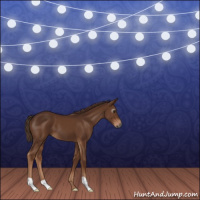 Horse Color:Gray Chestnut 