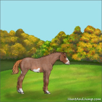 Horse Color:Red Roan Frame 