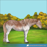 Horse Color:White Spotted Chestnut 