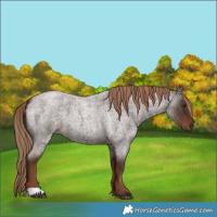 Horse Color:Liver Red Roan 