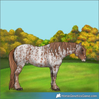Horse Color:Chestnut Tobiano  and Liver Red Roan Frame 