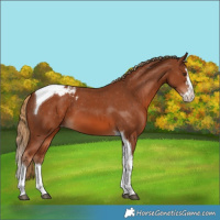 Horse Color:Chestnut Sabino Splash Tobiano Appaloosa