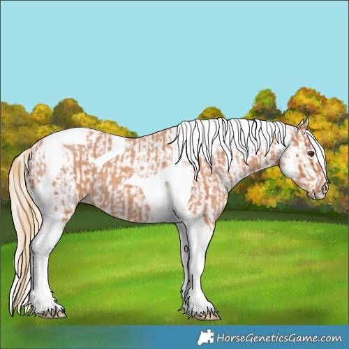 Horse Color:Red Roan Tobiano  and Silver Bay Sabino Tobiano Frame Appaloosa 