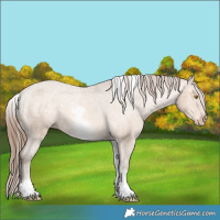 Horse Color:White Spotted Amber Champagne Tobiano Appaloosa 