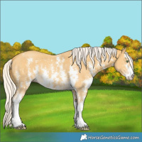 Horse Color:Silver Amber Cream Champagne Sabino