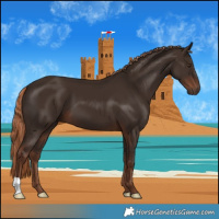 Horse Color:Liver Chestnut 