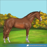 Horse Color:Chestnut 