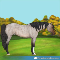 Horse Color:Brown Roan Dun 