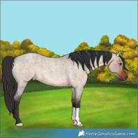 Horse Color:Brown Roan Dun 