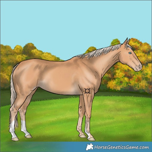 Horse Color:Gray Cremello 