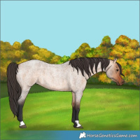 Horse Color:Bay Roan Dun 
