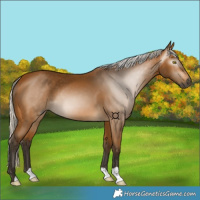 Horse Color:Gray Silver Buckskin 