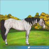 Horse Color:Brown Roan Dun Sabino