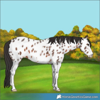 Horse Color:Brown Sabino Appaloosa 