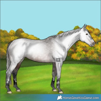 Horse Color:Gray Bay Varnish Rabicano
